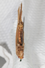 CollectionObject 1505828; 46d00773-5781-491c-9abb-7d9dd14d9757: Female, ventral view (syntype). (CollectionObject).