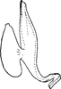 Aedeagus, lateral view: Aedeagus, lateral view. (Observation).