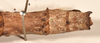 CollectionObject 1561086; 1edf6aec-1084-4f21-9182-5b7534e1d3d5: copyright OUMNH. female: end of abdomen, dorsal view (paralectotype). (CollectionObject).