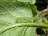 Amytta pellucida Karsch, 1888: male (Tanzania). (Otu).