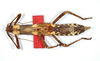 CollectionObject 1558754; c82ade27-21ec-4652-adec-09226b6aabcc: copyright ZMHB, Berlin. female, dorsal view (holotype). (CollectionObject).