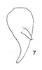 Pygofer appendages: !! display not done !! on Paraceresa bifasciata (Fairmaire, 1846): (Observation).