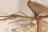 CollectionObject 1562085; 4df377aa-8c7e-43ea-883a-418c911828b5: copyright OUMNH. male: head & thorax, lateral view (syntype). (CollectionObject).;CollectionObject 1562086; de1335ae-5318-468c-8703-16e1e6fc2d2c: copyright OUMNH. male: head & thorax, lateral view (syntype). (CollectionObject).