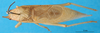 CollectionObject 1501929; 09ae79e5-5bc1-46f4-80c2-4a76431d8b14: male, dorsal view. (CollectionObject).