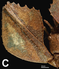 CollectionObject 1584517; CAS(SF IMPORT DUPLICATE) CASTYPE #19438, 166d15c9-ae1f-4071-97ec-8d0cbcb8ee80: copyright CAS, San Francisco. female: femur, dorsal view (holotype). (CollectionObject).