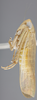 Habitus, lateral view: !! display not done !! on Chlorotettix fallax Sanders & DeLong, 1922: Lateral. (Observation).