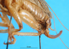 CollectionObject 1502732; 2b956ce5-4c21-4a2a-b1b8-b928de1f3344: female, abdomen tip. (CollectionObject).