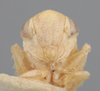 Head on Athysanella (Amphipyga) ardua Ball & Beamer, 1940: Head. (Observation).
