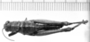 CollectionObject 1521358; f92db402-1d2b-4a4b-b022-62282064ea67: Image, Carbonell, C.S. at the British Museum, 1970. female, dorsal view (holotype). (CollectionObject).