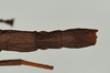 CollectionObject 1561472; f0bbf3ef-577e-47ff-9da4-6aad183923fe: copyright USNM, Washington. (CollectionObject).