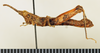 CollectionObject 1571048; 1ded369a-dc14-444c-8058-6b08d2e488e2: male, lateral view (paratype of Pseudogeloius mahafalensis). (CollectionObject).