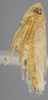 Habitus, lateral view: !! display not done !! on Chlorotettix (Chlorotettix) fraterculus (Berg, 1879): Lateral. (Observation).