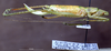 CollectionObject 1529069; ZIN 3224771, 9540403d-65e1-4528-8a36-bf9c9ed70811: female, lateral view (paratype). (CollectionObject).