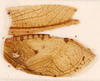 CollectionObject 1523570; 6c55183b-6e98-4d31-91ea-3ac965817f6c: male, right forewing (syntype of Hapithus quadratus). (CollectionObject).