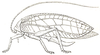 Liocentrum aduncum Karsch, 1891: Pl. II, Fig. 3. female (tegmina 53 mm, ovipositor 18.5 mm). (Otu).
