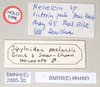 CollectionObject 1562018; NHMUK(SF IMPORT DUPLICATE) 844843, 02beb93f-6bb1-4187-93c6-68bcd0cf3f1c: copyright Natural History Museum, London. male, data labels of synonym Sipyloidea peelensis (holotype). (CollectionObject).