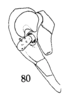 Head: (Observation).