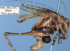 CollectionObject 1532430; 8b288220-77c0-4218-8096-a2bf1dfa0412: female, lateral view (holotype). (CollectionObject).