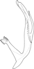 Aedeagus, lateral view on Bolanusoides yinxiong Dworakowska, 1993: Aedeagus, lateral view. (Observation).