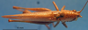 CollectionObject 1538343; 131f4838-0a36-4b98-b678-69ff0089214c: male, dorsal view. (CollectionObject).