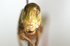 CollectionObject 1591325; a27f281f-90dc-431b-a5d1-31022989c569: female, frontal view (paratype). (CollectionObject).