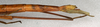 CollectionObject 1558824; 065bddb5-7bdc-4d45-a0f4-71872063bec0: copyright NMW, Vienna. female: end of abdomen, lateral view (paralectotype). (CollectionObject).;CollectionObject 1558825; 6b311179-4c46-4aec-a818-9724cf93b847: copyright NMW, Vienna. female: end of abdomen, lateral view (syntype). (CollectionObject).