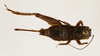 CollectionObject 1588021; 37850eac-dabc-4019-9c7e-2fd07cdf34f8, MNHN-EO-ENSIF6910: female, dorsal view (allotype). (CollectionObject).