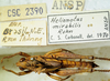 CollectionObject 1498820; e2d41211-d613-4a90-943b-3f673d1cf712: 2012. male, dorsal view. (CollectionObject).
