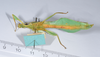 CollectionObject 1561220; a7c2a2e2-144e-457e-a7e4-04e1f58e9195: copyright ANSP. male, ventral view (paratype). (CollectionObject).