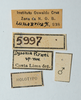 labels (holotype). Depicts CollectionObject 1537283; 4fac0728-5d63-4cac-87c9-1b666f95415e, a CollectionObject.