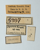 CollectionObject 1537283; 4fac0728-5d63-4cac-87c9-1b666f95415e: labels (holotype). (CollectionObject).
