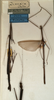 CollectionObject 1558401; NMW 924, 6162e4e4-a258-4282-b7c2-74998e5ebdf8: copyright NMW, Vienna. male and female (paralectotypes). (CollectionObject).