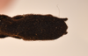 CollectionObject 1558327; 45bf53db-00d5-45bb-a9c7-959fe31a0a00: copyright OUM. female: end of abdomen, ventral view (holotype). (CollectionObject).