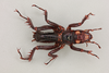 CollectionObject 1517599; 8520d1d2-9ccb-444c-b943-7aaa2019cf6a, NHMUK015982099: male, dorsal view (lectotype). (CollectionObject).