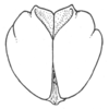 Ceuthophilus (Ceuthophilus) seclusus Scudder, 1894: Fig. 727. male subgenital plate. (Otu).