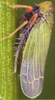 Habitus, lateral view on Erythria aureola (Fallén, 1806): Habitus (male, lateral view). (Observation).