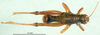 CollectionObject 1530816; 62ae1726-d720-4d18-8858-f65f757547b2: male, dorsal view (syntype). (CollectionObject).
