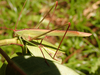 Tylopsis rubrescens Kirby, 1900: male (Tanzania, Bukoba, Minziro). (Otu).