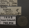 Other: !! display not done !! on Ciminius hartii (Ball, 1900): Labels. Male, Darker colored specimen. (Observation).