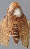 Habitus, dorsal view on Coarctana punctata (Spångberg, 1878): Female holotype [NHRS]: habitus, dorsal view. (Observation).