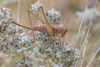 CollectionObject 1578853; e09e3b26-481e-433a-b49e-788e01ec00cb: female (RO: Babadag). (CollectionObject).