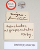 CollectionObject 1557251; c8103a57-5463-4533-a7a5-53285f3c857f, NHMUK(SF IMPORT DUPLICATE) 844584: copyright Natural History Museum, London. Lonchodes nigropunctatus female: data labels (holotype). (CollectionObject).