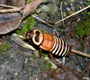 Eurycotis decipiens (Kirby, 1903): Copyright Orin McMonigle. Adult female Eurycotis decipiens. Captive reared. (Otu).