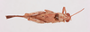CollectionObject 2052749; 7a2be2a8-1a14-4596-9f8e-599f9e81f67d, NHMUK015982480: male, dorsal view (paratype). (CollectionObject).
