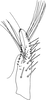 Subgenital plate, ventral view on Distantasca bulbosa (Dworakowska, 1994): Subgenital plate. (Observation).