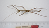 CollectionObject 1579444; cf7c8766-34dd-41a5-91de-53486e1f214a: copyright ZMUH, Hamburg. male, dorsal view (syntype). (CollectionObject).