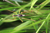 male in dorsal view (from Croatia, Lastovo Isl.). Depicts Tettigonia viridissima (Linnaeus, 1758), an Otu.