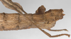 CollectionObject 1563000; 2d291d5d-5630-4ecb-9b66-ad2e215bf70e: copyright F. Hennemann. female: end of abdomen, lateral view (paratype). (CollectionObject).;CollectionObject 1563001; 685949bb-edc0-40bb-9b53-806f4c470ab1: copyright F. Hennemann. female: end of abdomen, lateral view (paratype). (CollectionObject).