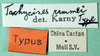 CollectionObject 1503128; 7f400fe4-a541-4e8b-b3e4-44a0856cbc02: labels (holotype). (CollectionObject).
