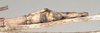 CollectionObject 1563490; de07c452-751f-4685-9c42-1435f6cd9768: copyright natural History Museum, London. (CollectionObject).;CollectionObject 1563491; 50291e33-5ce1-404b-be41-102db5fb136b: copyright natural History Museum, London. (CollectionObject).